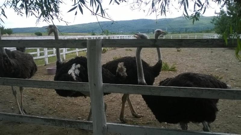 Pensiunea ,,La Struti" Targu Neamt Extérieur photo